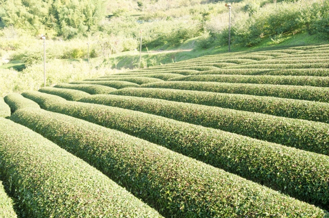 c97ec220d0f8a220850a618425f67a29_s