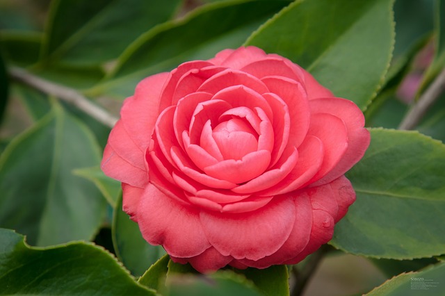 camellia-787516_640