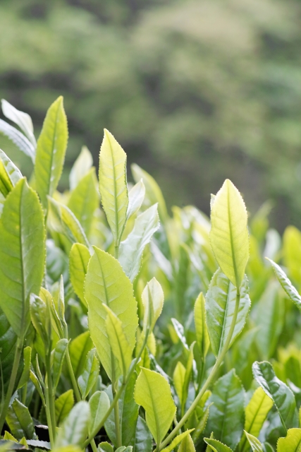 fd8f9aa8333164540affa7d513cac292_s