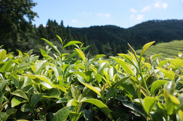 green-tea-plantation-497792_640