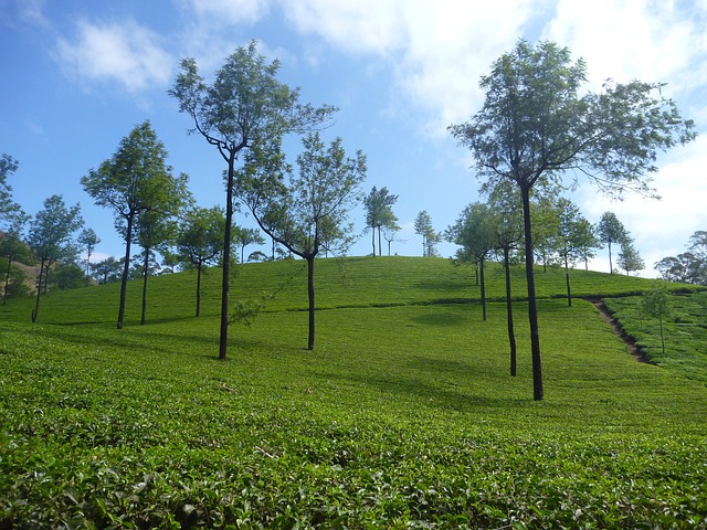 tea-plantation-390967_640